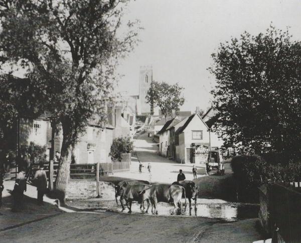 Cattle in The Splash in the 1890s